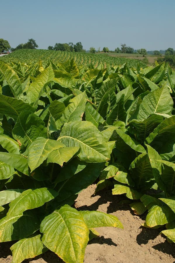 Tabaco plantas convertirse 4 a acera en líneas kilómetros distante sierras sobre el granjas de, Estados Unidos de América.