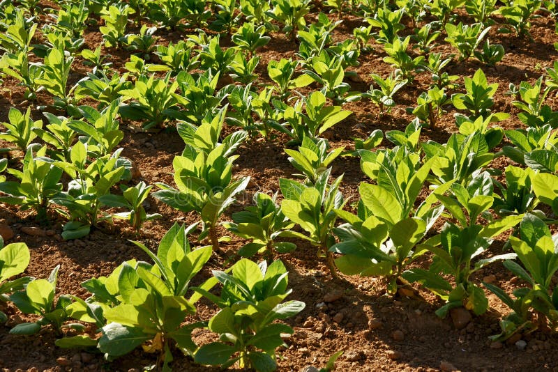 Tobacco plants