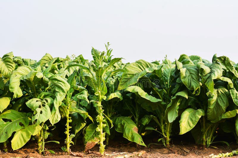 Tobacco plants in field stock photo. Image of cigarette 91228506