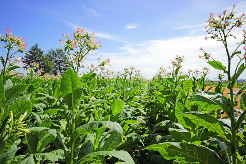 Tobacco Plants stock image. Image of land, garden, farm 43831281