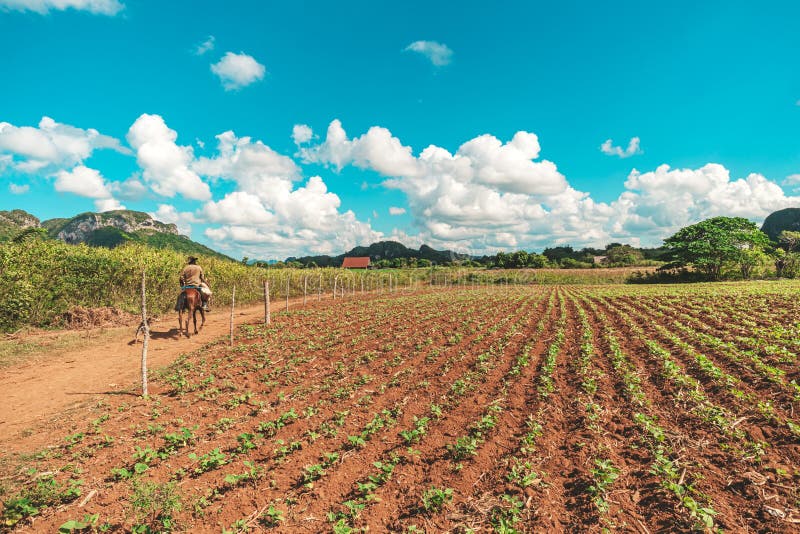 Tobacco sprouts grow in a row on a plantation in the Vinales valley, Cuba. Beautiful rural landscape. Cuban agriculture. The production process of cigars stock images Tobacco sprouts grow in a row on a plantation in the Vinales valley, Cuba. Beautiful rural landscape. Cuban agriculture. The production process of cigars stock images