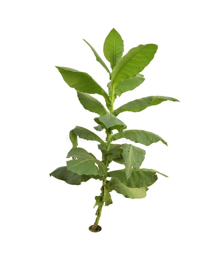 Tobacco tree stock photo. Image of harvesting, isolated 209101568