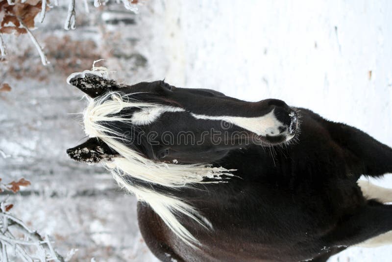 Tobiano pinto horse in winter