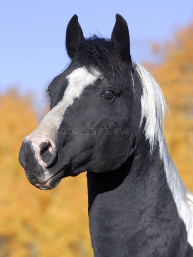 Tobiano Pinto Stallion