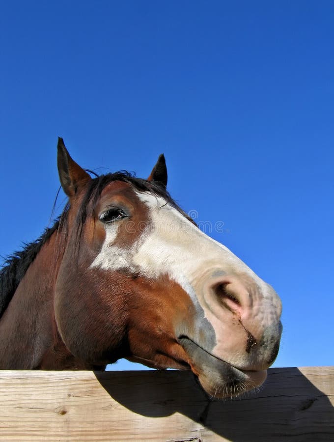 Tobiano Stallion