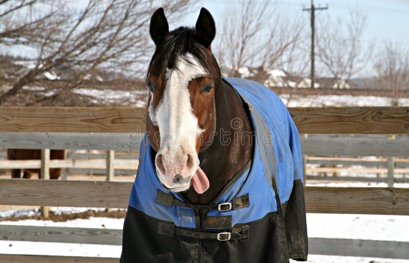 Tobiano Stallion