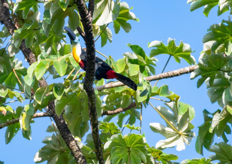 Tocan tropical encaramado en una rama rodeada de hojas y cielo azul fotos de archivo libres de regalías