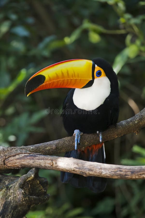 Toco Toucan Ramphastos toco Toucan is the Brazilian name for a bird of the tropical American family Ramphastidae characterized by their huge but light beaks