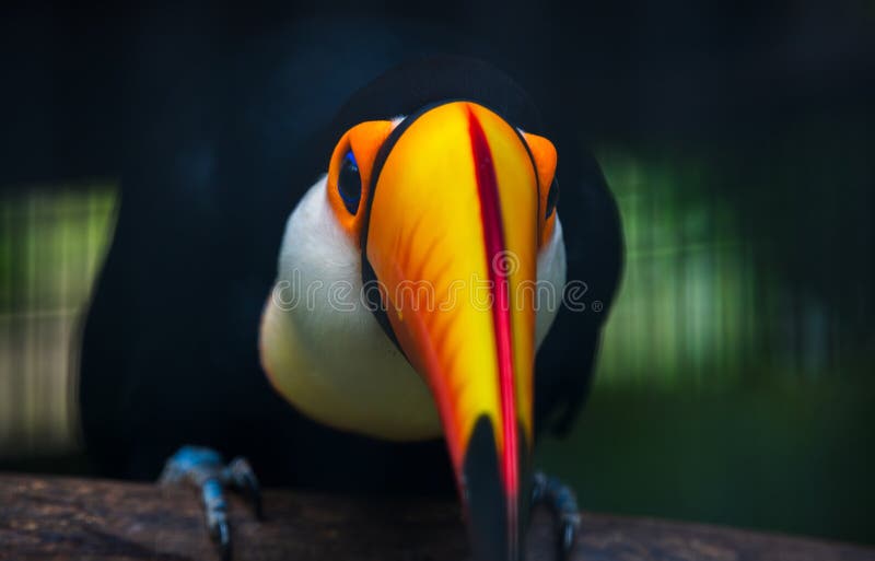 Toco Toucan bird\'s face front view, vibrant colorful beak close up royalty free stock photos