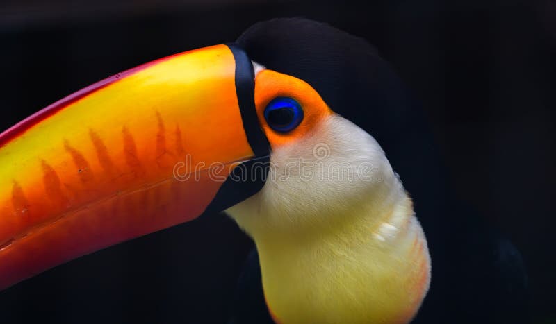 Toco Toucan bird\'s vibrant colorful beak close up at Dehiwala Zoo stock photos