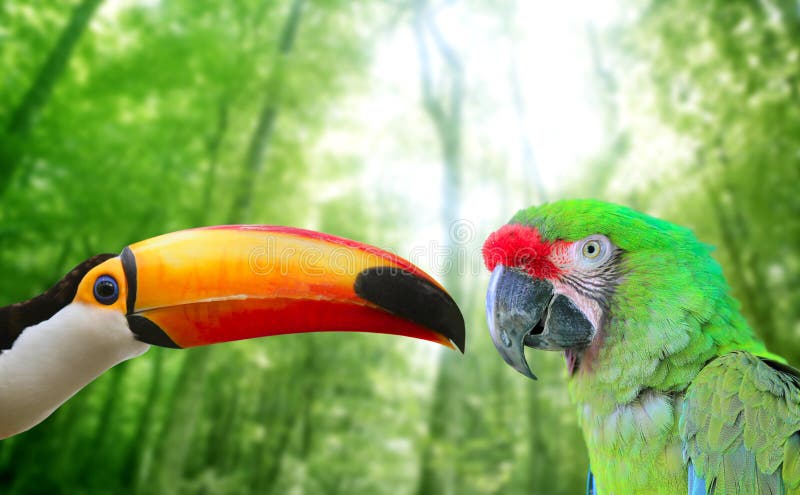 Toco toucan and Military Macaw Green parrot royalty free stock photography