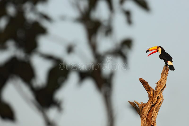 Toco Toucan, pássaro grande com conta alaranjada aberta, animal no habitat da natureza, Pantanal, Brasil imagens de stock royalty free Toco Toucan, pássaro grande com conta alaranjada aberta, animal no habitat da natureza, Pantanal, Brasil imagens de stock royalty free