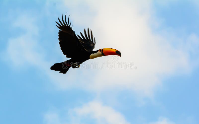 Toco Toucan in volo fotografia stock Toco Toucan in volo fotografia stock