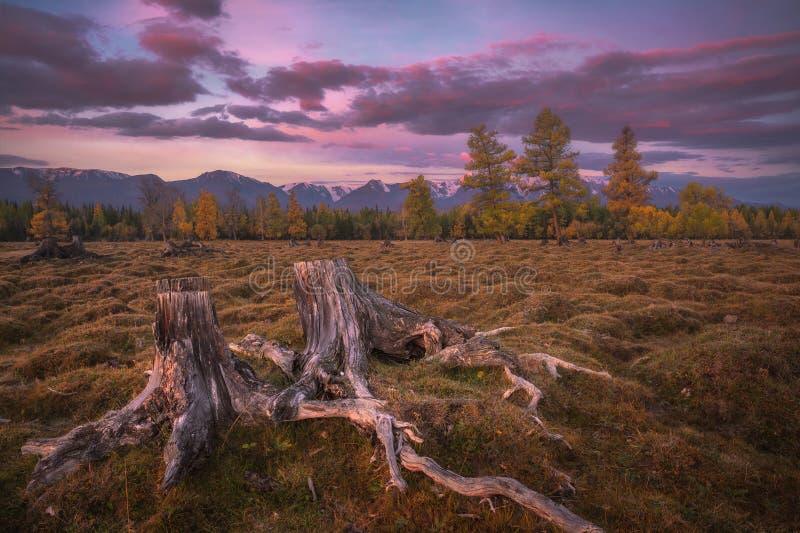 Tocones viejos contra el cielo hermoso de la tarde fotos de archivo libres de regalías Tocones viejos contra el cielo hermoso de la tarde fotos de archivo libres de regalías