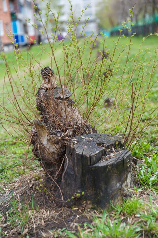 Tocón de árbol viejo demasiado grande para su edad con las ramas jovenes entre la hierba imágenes de archivo libres de regalías Tocón de árbol viejo demasiado grande para su edad con las ramas jovenes entre la hierba imágenes de archivo libres de regalías