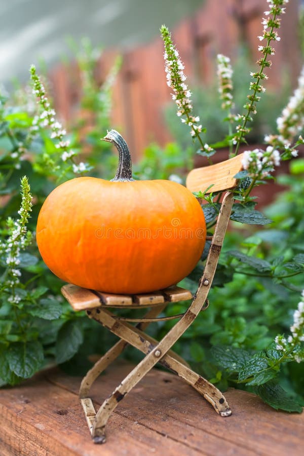 Todavía cultiva un huerto la vida para la acción de gracias y Halloween imágenes de archivo libres de regalías Todavía cultiva un huerto la vida para la acción de gracias y Halloween imágenes de archivo libres de regalías