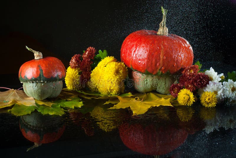 Todavía del otoño la vida con las calabazas, los crisantemos y las hojas de arce amarillas en un fondo oscuro con la reflexión y imagen de archivo libre de regalías Todavía del otoño la vida con las calabazas, los crisantemos y las hojas de arce amarillas en un fondo oscuro con la reflexión y imagen de archivo libre de regalías