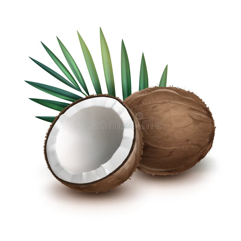 Todo e meio coco ilustração stock Todo e meio coco ilustração stock