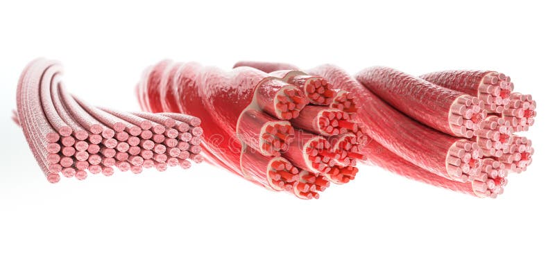 Todo o músculo datilografa dentro uma imagem, esqueletal, Cardial e os músculos lisos - rendição 3D imagem de stock Todo o músculo datilografa dentro uma imagem, esqueletal, Cardial e os músculos lisos - rendição 3D imagem de stock