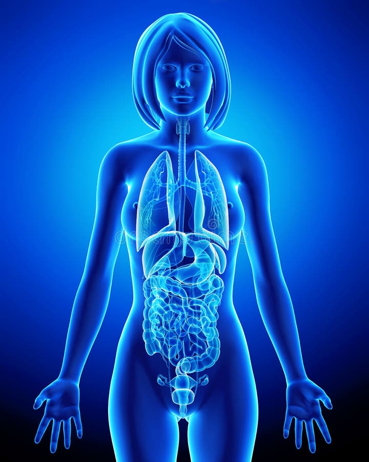 Todos os órgãos do corpo fêmea no raio X azul dão laços ilustração stock Todos os órgãos do corpo fêmea no raio X azul dão laços ilustração stock