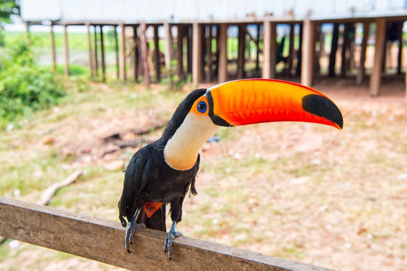 Toekanvogel op aard in boca DE Valeria, de rivier van Amazonië, Brazilië Tropische vogel met oranje bek op toppositie Dier, fauna