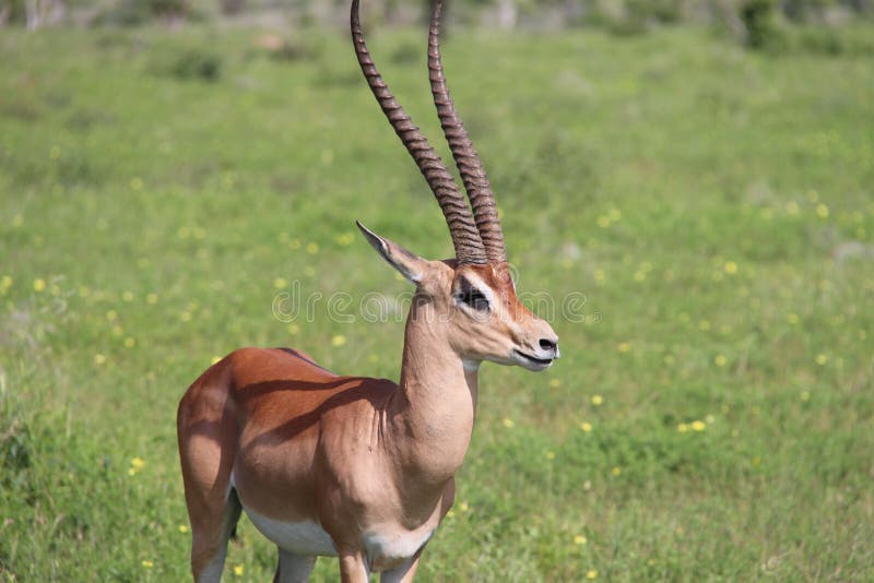 Picture of Grant`s gazelle in Kenya. Picture of Grant`s gazelle in Kenya.