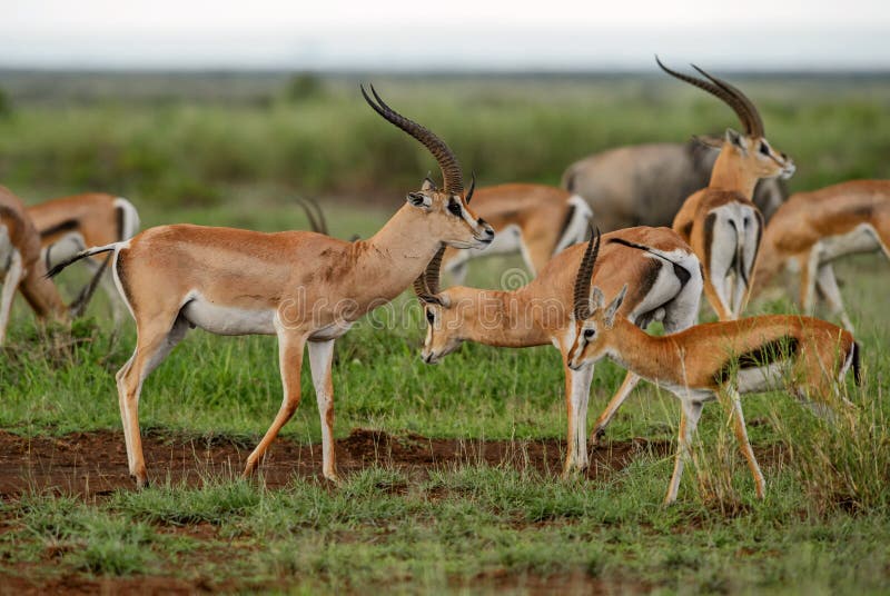 Grant`s Gazelle - Nanger granti, small fast antelope from African savanna, Tsavo National Park, Kenya. Grant`s Gazelle - Nanger granti, small fast antelope from African savanna, Tsavo National Park, Kenya.