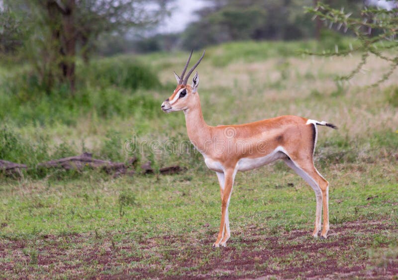 A male Grants Gazelle in the Serengeti. A male Grants Gazelle in the Serengeti