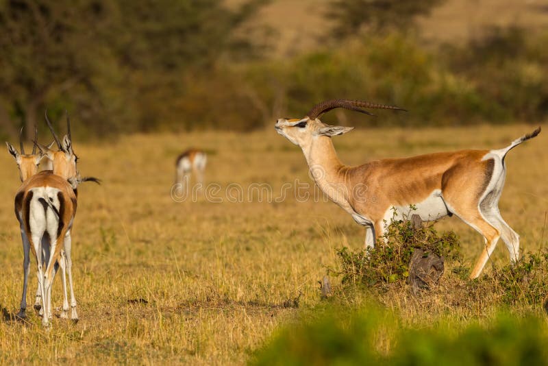 A male Grant`s Gazelle, seeming to sniff the air, not far from two females. He is smelling for their urine, to distinguish if either is in oestrus. This Gazelle has an organ, located above the roof of his mouth, that pheromones are transferred to, for this purpose - known as the `Flehmen Response`. Photographed in the savanna of Olare Orok Conservancy, bordering Masai Mara, Kenya. A male Grant`s Gazelle, seeming to sniff the air, not far from two females. He is smelling for their urine, to distinguish if either is in oestrus. This Gazelle has an organ, located above the roof of his mouth, that pheromones are transferred to, for this purpose - known as the `Flehmen Response`. Photographed in the savanna of Olare Orok Conservancy, bordering Masai Mara, Kenya.