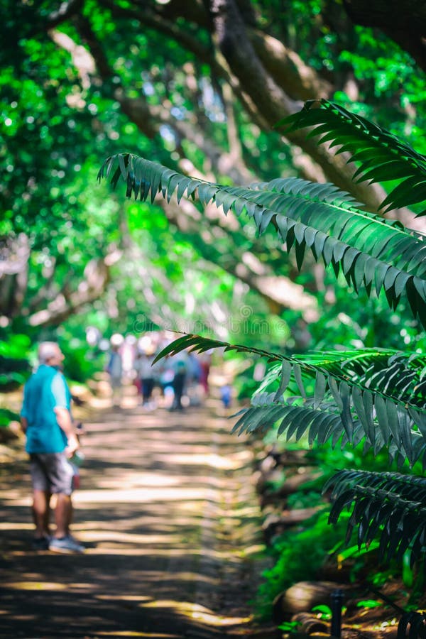 Toeristen bij het lopen van sleep in de botanische tuinen van Kirstenbosch royalty-vrije stock foto Toeristen bij het lopen van sleep in de botanische tuinen van Kirstenbosch royalty-vrije stock foto