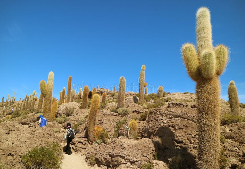 Toeristen die Reuzetrichocereus-Cactusgebied op Isla Incahuasi Isla del Pescado, Rocky Outcrop in het midden van Uyuni onderzoeke stock foto Toeristen die Reuzetrichocereus-Cactusgebied op Isla Incahuasi Isla del Pescado, Rocky Outcrop in het midden van Uyuni onderzoeke stock foto
