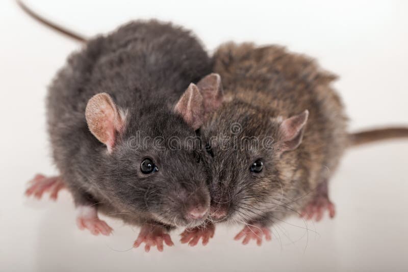 Two black rats stock photo. Image of young, tail, background 12753906