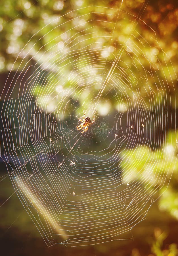 toile brumeuse de matin et d'araignée image stock toile brumeuse de matin et d'araignée image stock