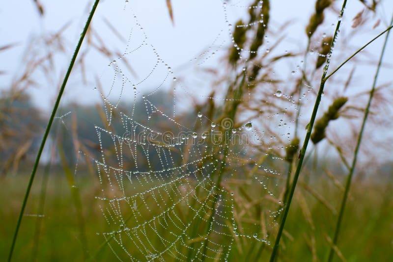 Toile d'araign?e photos libres de droits Toile d'araign?e photos libres de droits