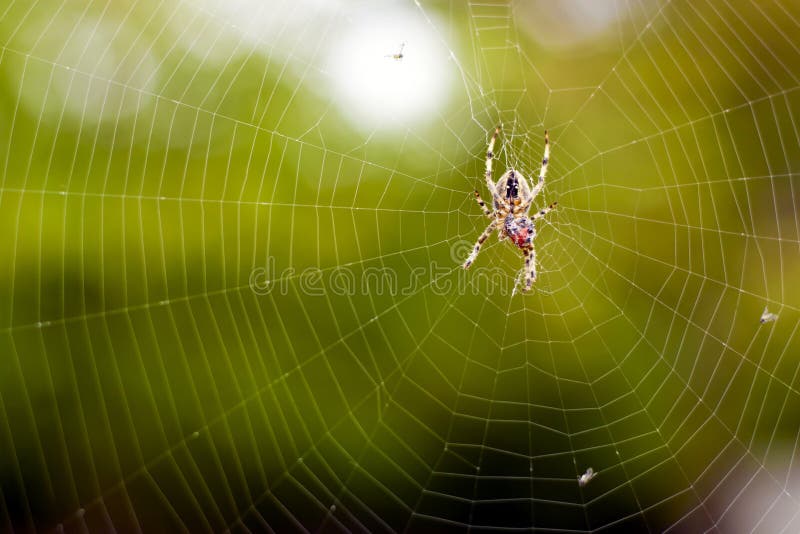 Se Concentrer Sur Le Premier Plan De L'araignée Perchée Sur La Toile Image  stock - Image du percher, insecte: 166089989