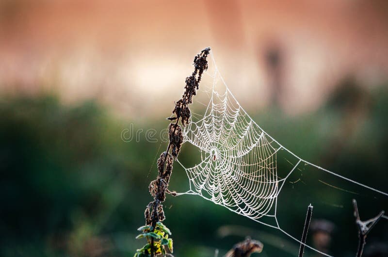 Toile d'araignée dans le gel au matin Glace sur la toile de l'araignée photos stock Toile d'araignée dans le gel au matin Glace sur la toile de l'araignée photos stock