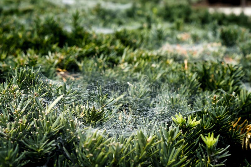 Toile d'araignée mince sur des branches de pin de sapin image stock Toile d'araignée mince sur des branches de pin de sapin image stock
