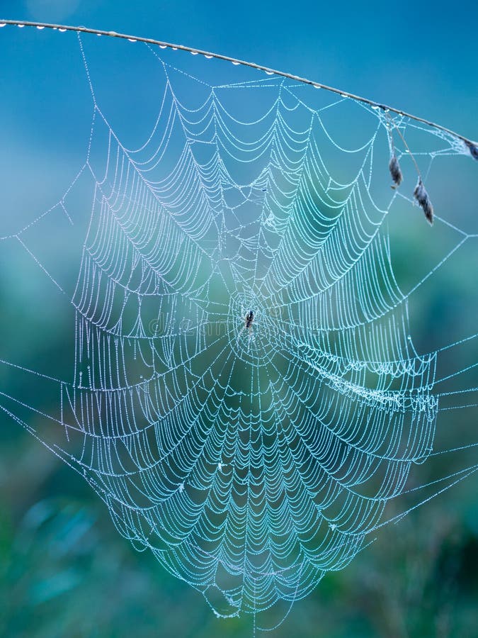 Toile d'araignée pendant le matin image libre de droits Toile d'araignée pendant le matin image libre de droits