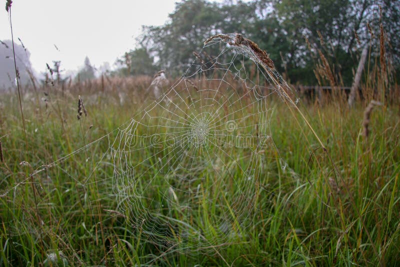 Toile d'araignée étirée sur des épillets sur un fond d'herbe et de forêt brouillées image libre de droits Toile d'araignée étirée sur des épillets sur un fond d'herbe et de forêt brouillées image libre de droits