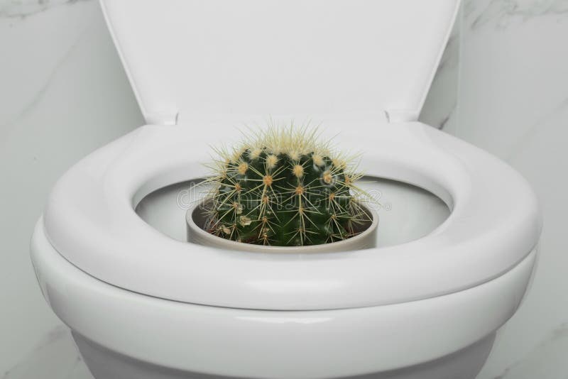 Toilet bowl with cactus near marble wall. Hemorrhoids concept