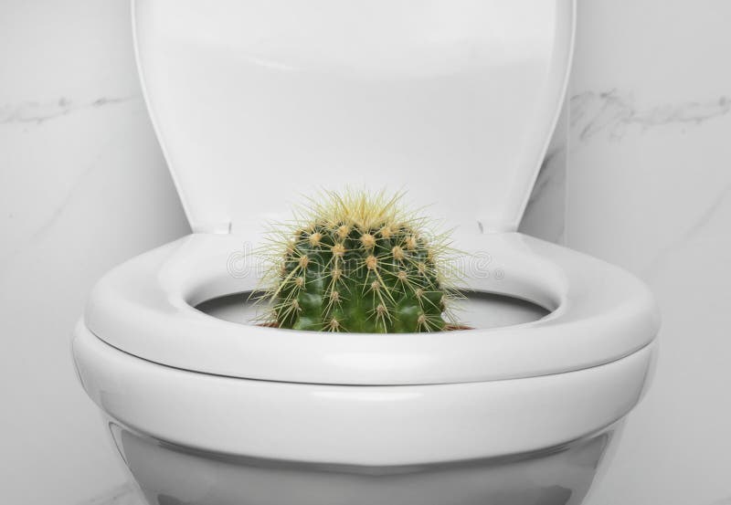 Záchod mísa kaktus nejblíže stěna.
