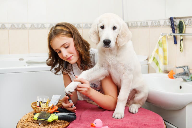Toilettage de fille de son chien à la maison photographie stock Toilettage de fille de son chien à la maison photographie stock