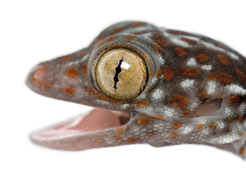 Tokay Gecko, Gekko gecko, close up against white background. Tokay Gecko, Gekko gecko, close up against white background