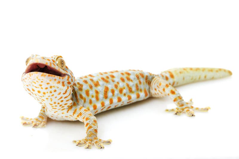 Tokay Gecko stockfoto Tokay Gecko stockfoto