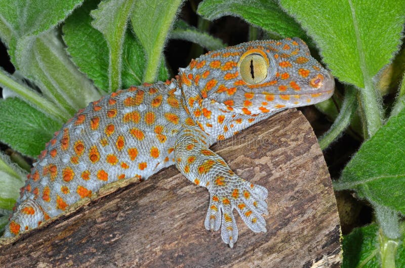 Lagarto sentado sobre el acceso.