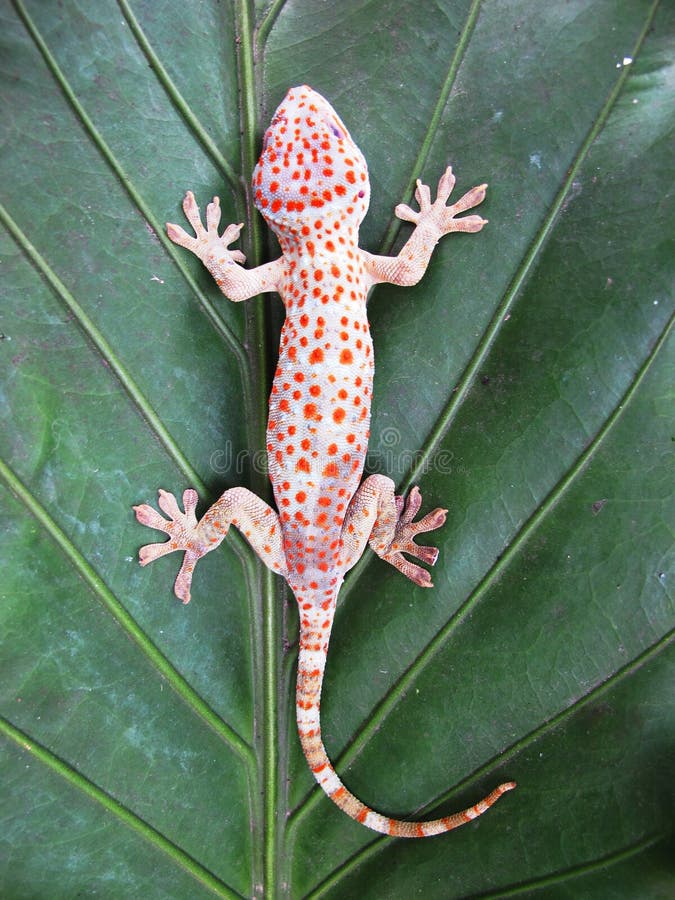Tokay Gecko Gecko Gecko στο πράσινο φύλλο στοκ φωτογραφία με δικαίωμα ελεύθερης χρήσης Tokay Gecko Gecko Gecko στο πράσινο φύλλο στοκ φωτογραφία με δικαίωμα ελεύθερης χρήσης