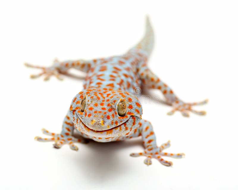 Tokay Gecko Ταϊλάνδη στοκ εικόνες Tokay Gecko Ταϊλάνδη στοκ εικόνες