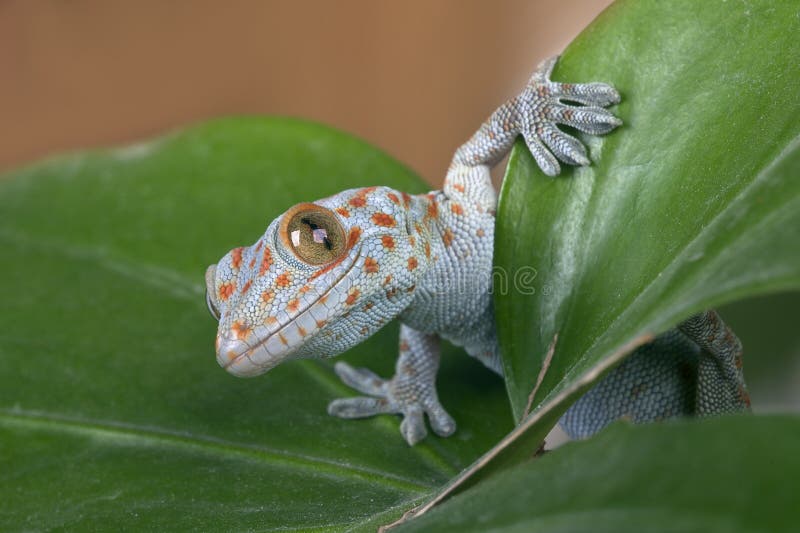 Tokay gecko (Gekko gecko) on leaves. Tokay gecko (Gekko gecko) on leaves