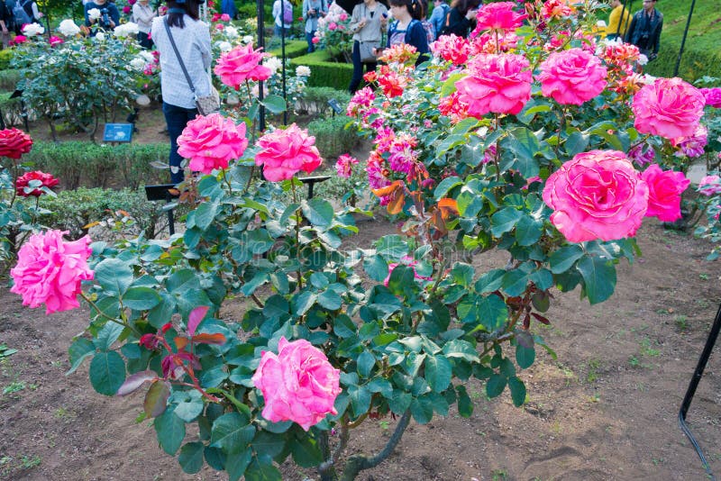 Rose Flower Hojun at Kyu-Furukawa Gardens in Tokyo, Japan