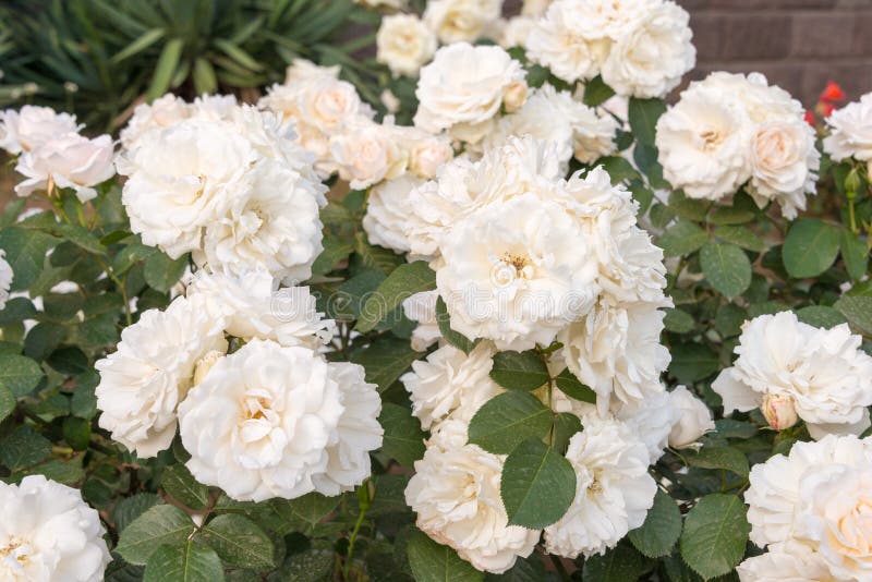 Rose Flower Princess of Wales at Kyu-Furukawa Gardens in Tokyo, Japan